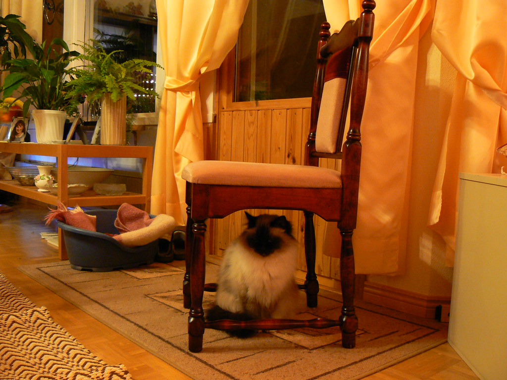 The cat is under the chair. prepositions of place konu anlatımı 3